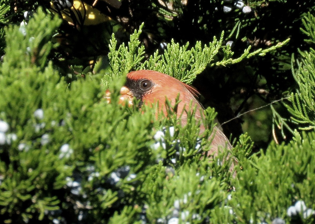 ショウジョウコウカンチョウ - ML628211024