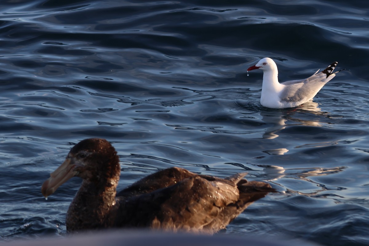 Silver Gull - ML628211087