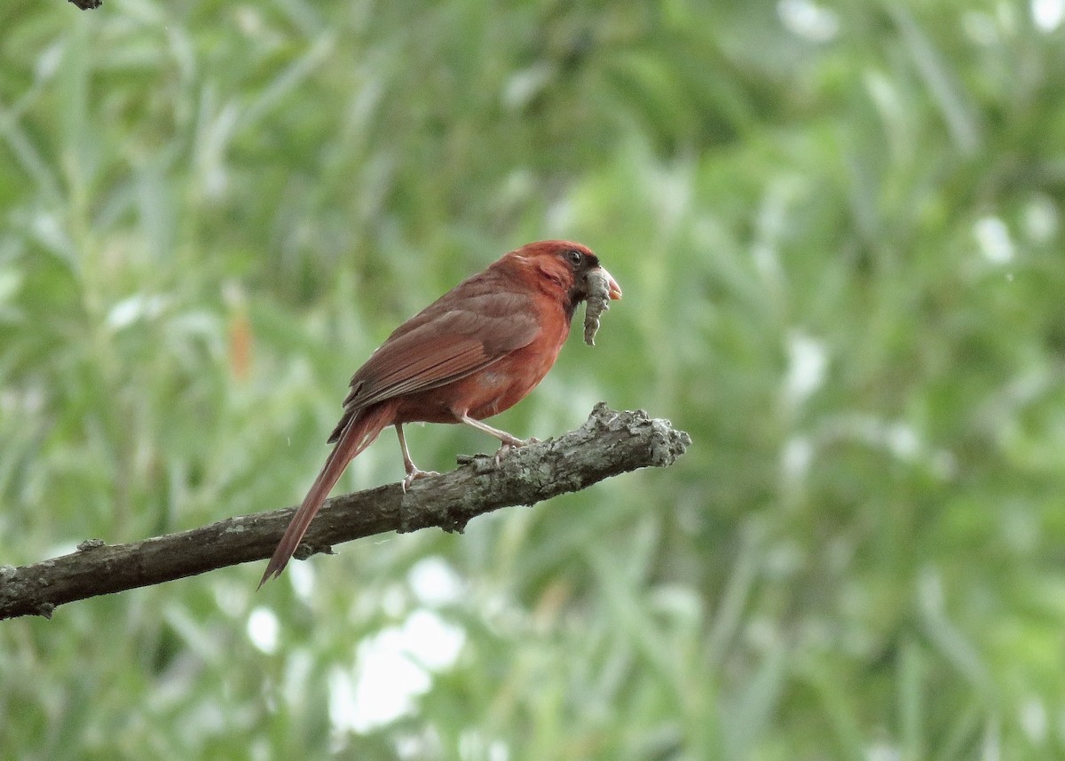 ショウジョウコウカンチョウ - ML628211202