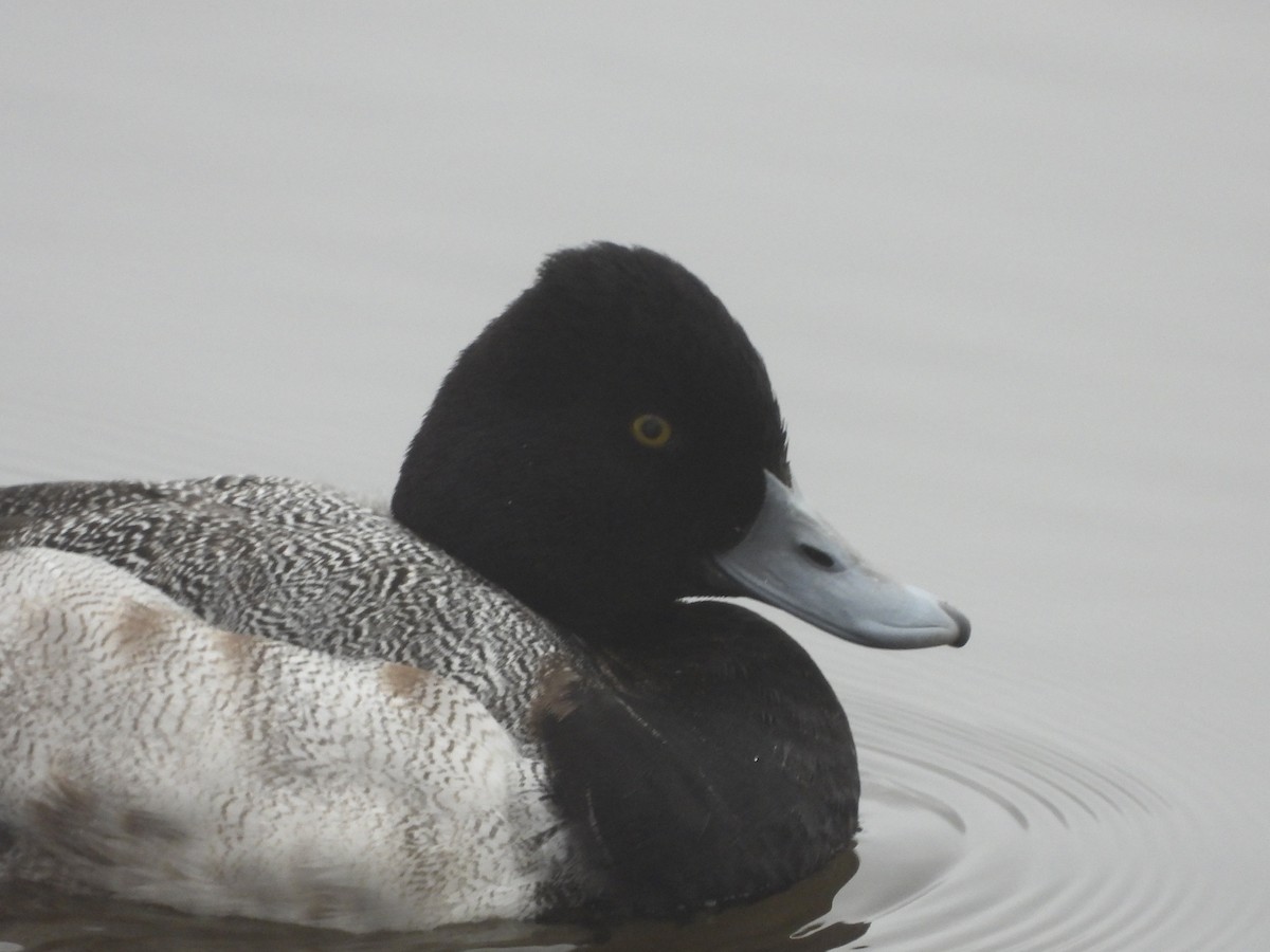 Lesser Scaup - ML628211236