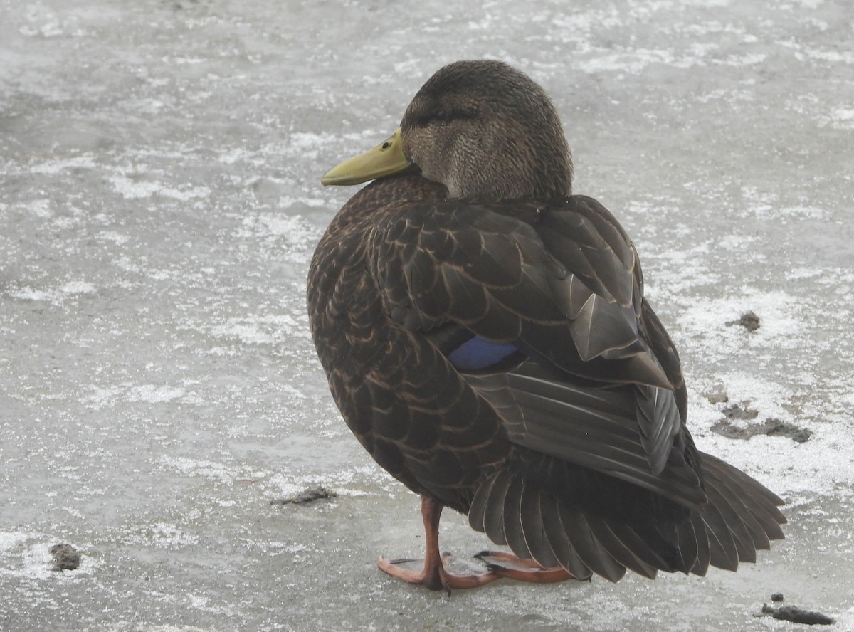 American Black Duck - ML628211240