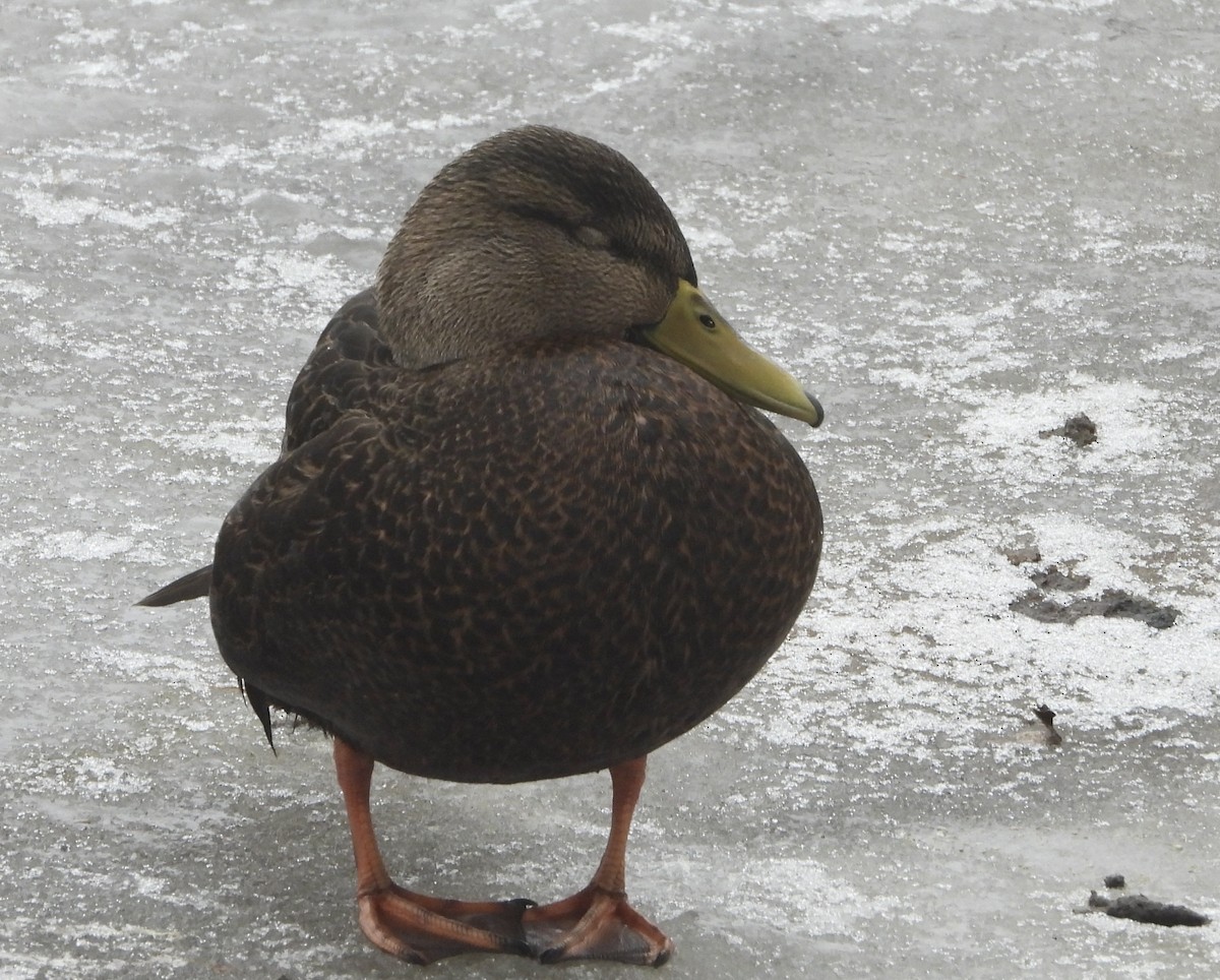 American Black Duck - ML628211241