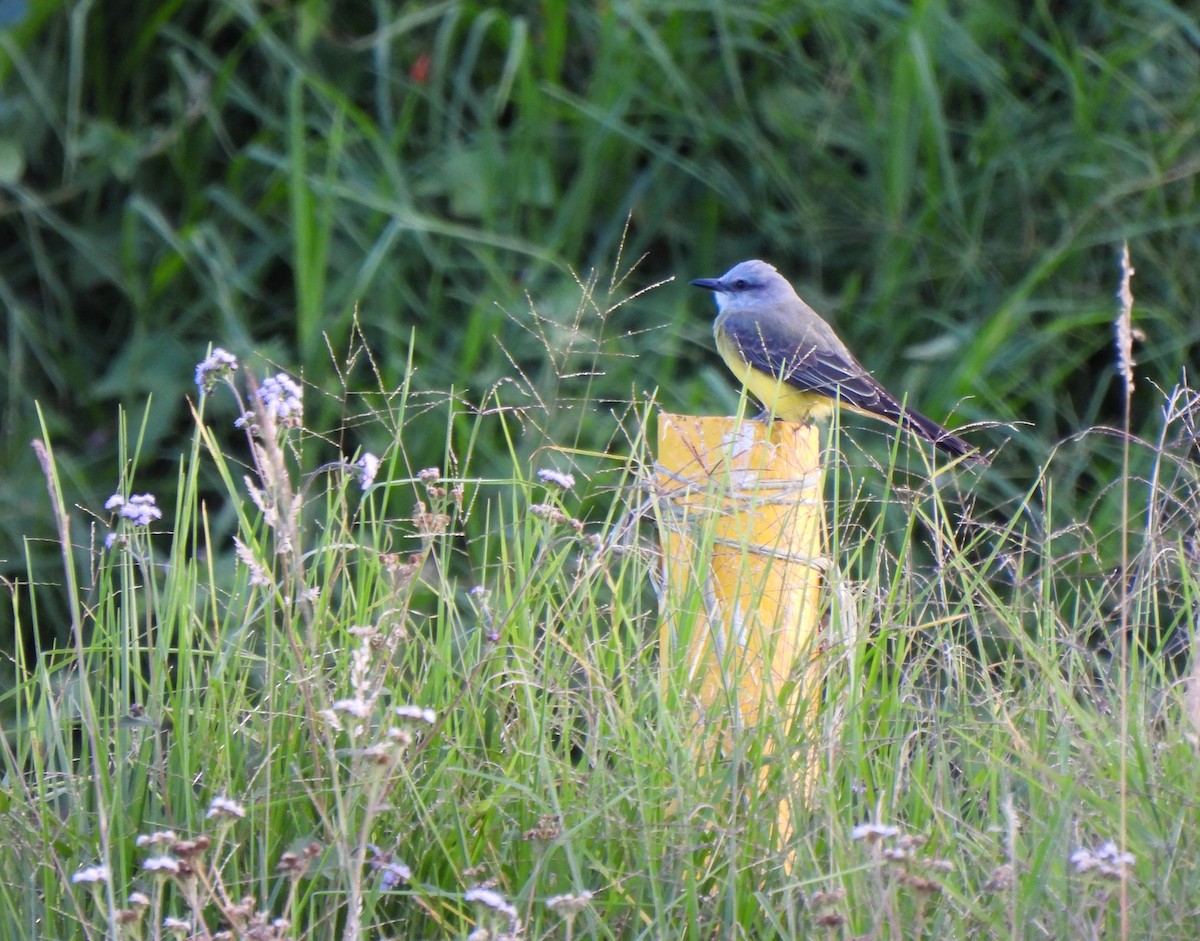 Tropical Kingbird - ML628211252