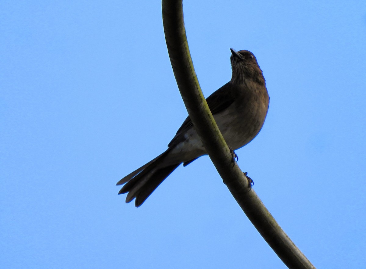 Black-billed Thrush - ML628211272