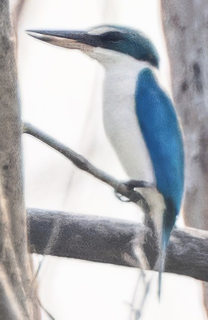 Collared Kingfisher (Oriental) - ML628211294