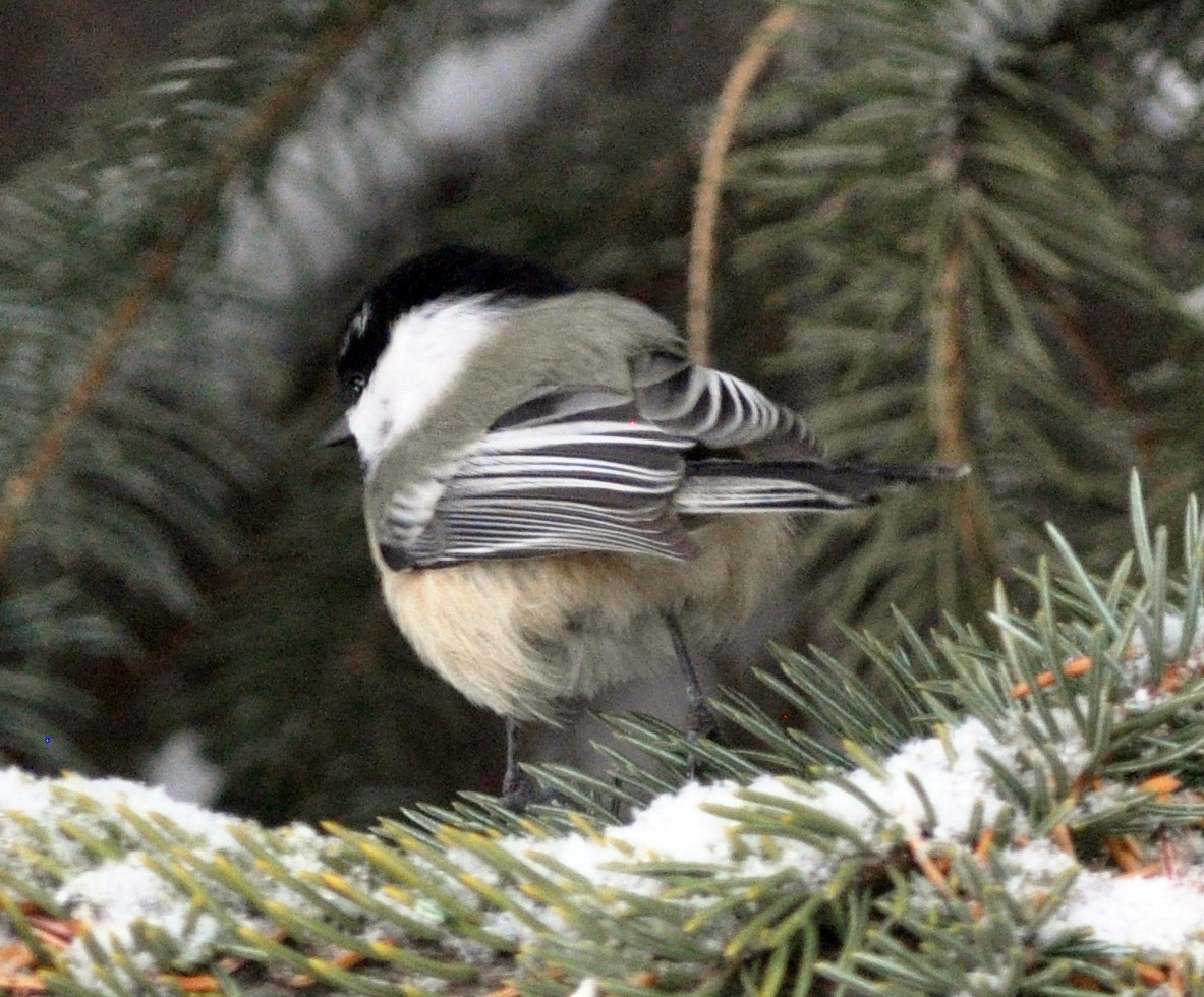 Black-capped x Mountain Chickadee (hybrid) - ML628211299