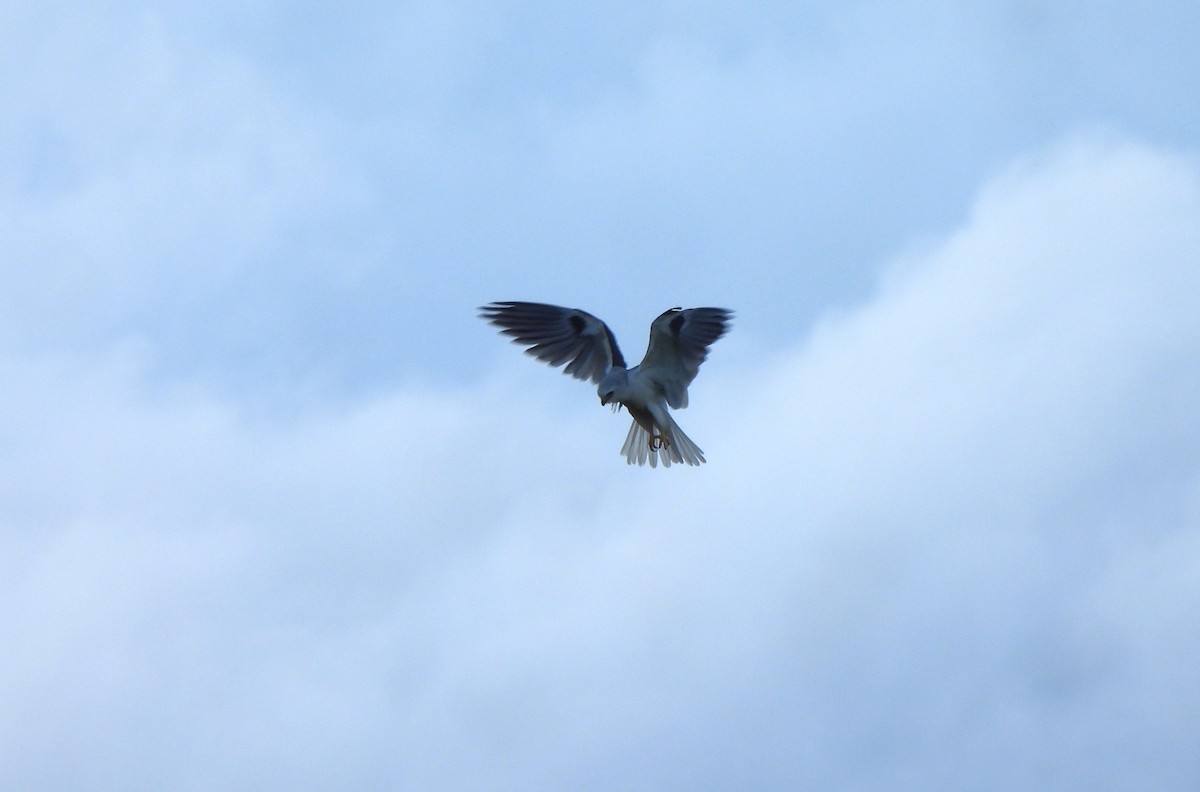 White-tailed Kite - ML628211301