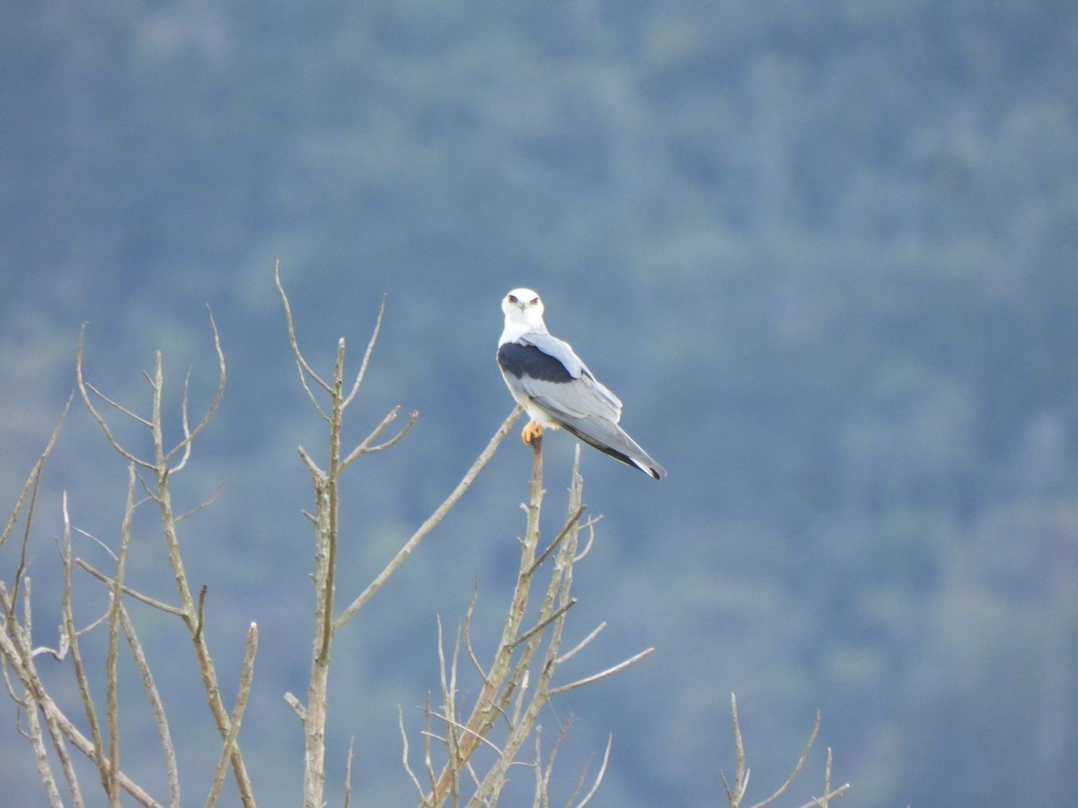 White-tailed Kite - ML628211302