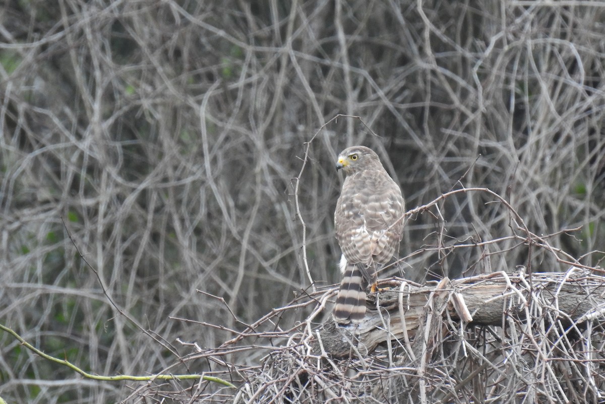 Roadside Hawk - ML628211320
