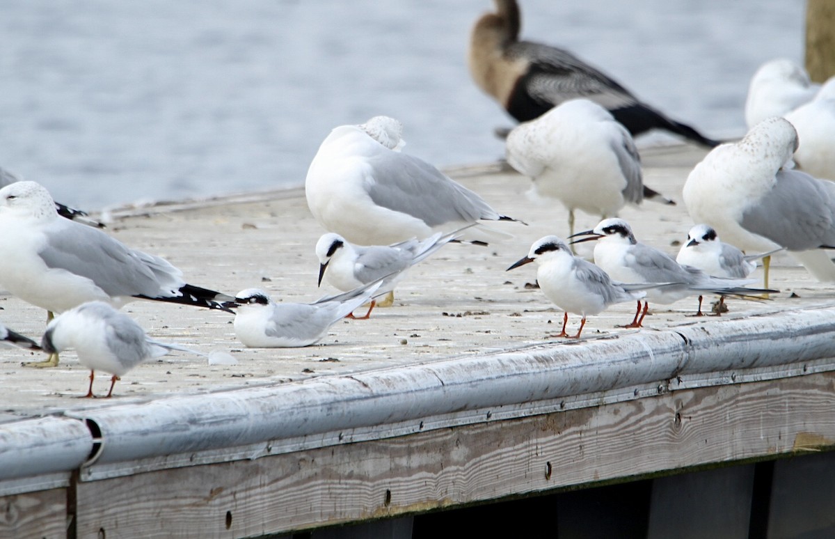 Ring-billed Gull - ML628211369