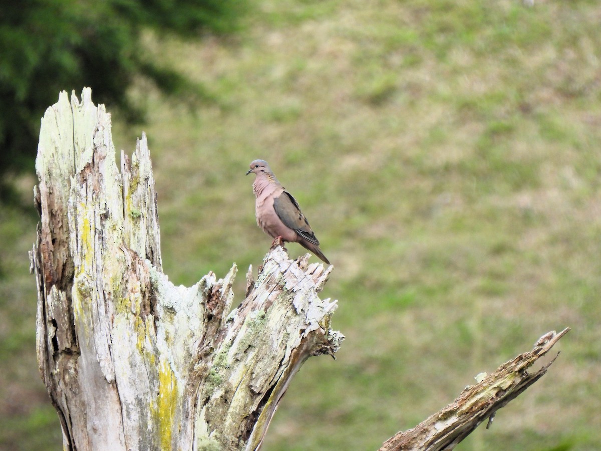 Eared Dove - ML628211394