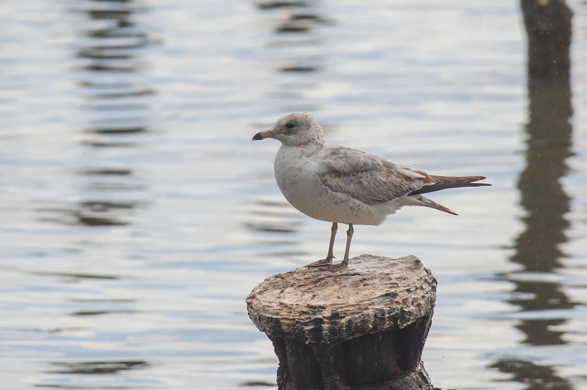 Ring-billed Gull - ML628211408