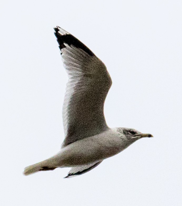 Ring-billed Gull - ML628211422