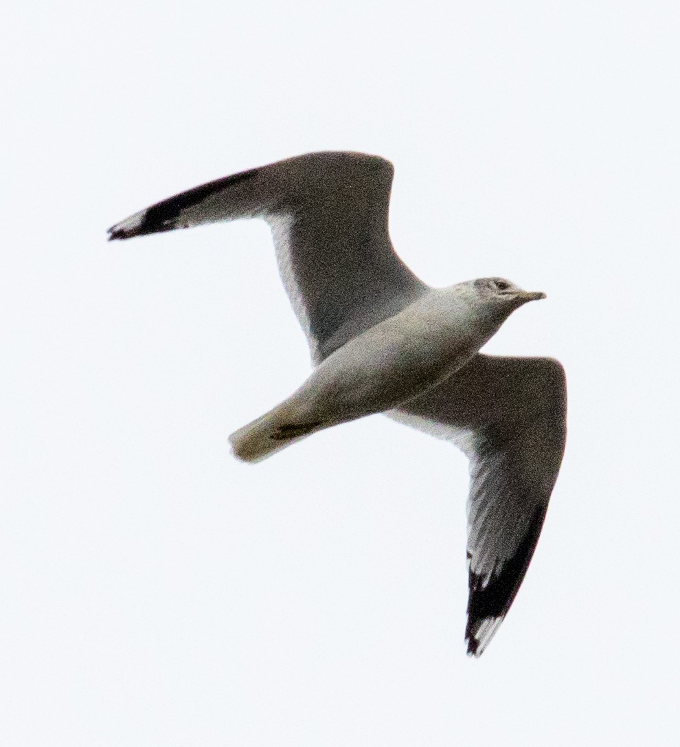 Ring-billed Gull - ML628211423