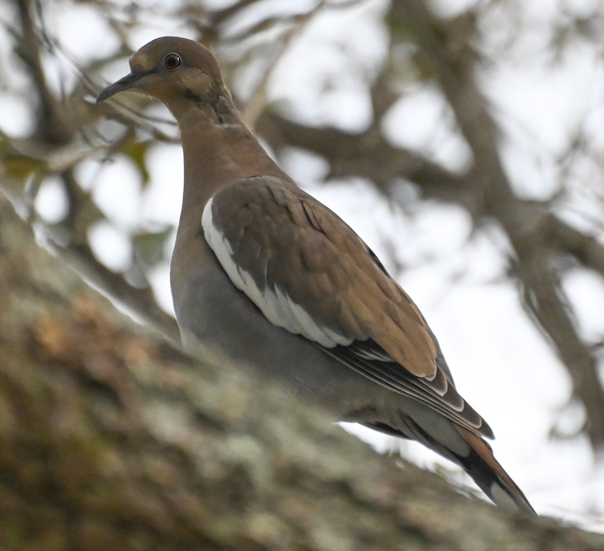 eBird Checklist - 28 Dec 2024 - 1041 SW 17th St, Fort Lauderdale US-FL ...
