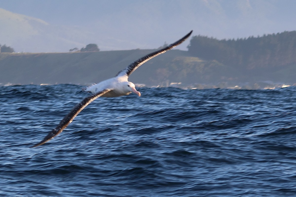 Northern Royal Albatross - ML628211620