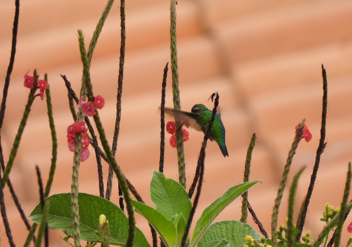 Western Emerald - ML628211682