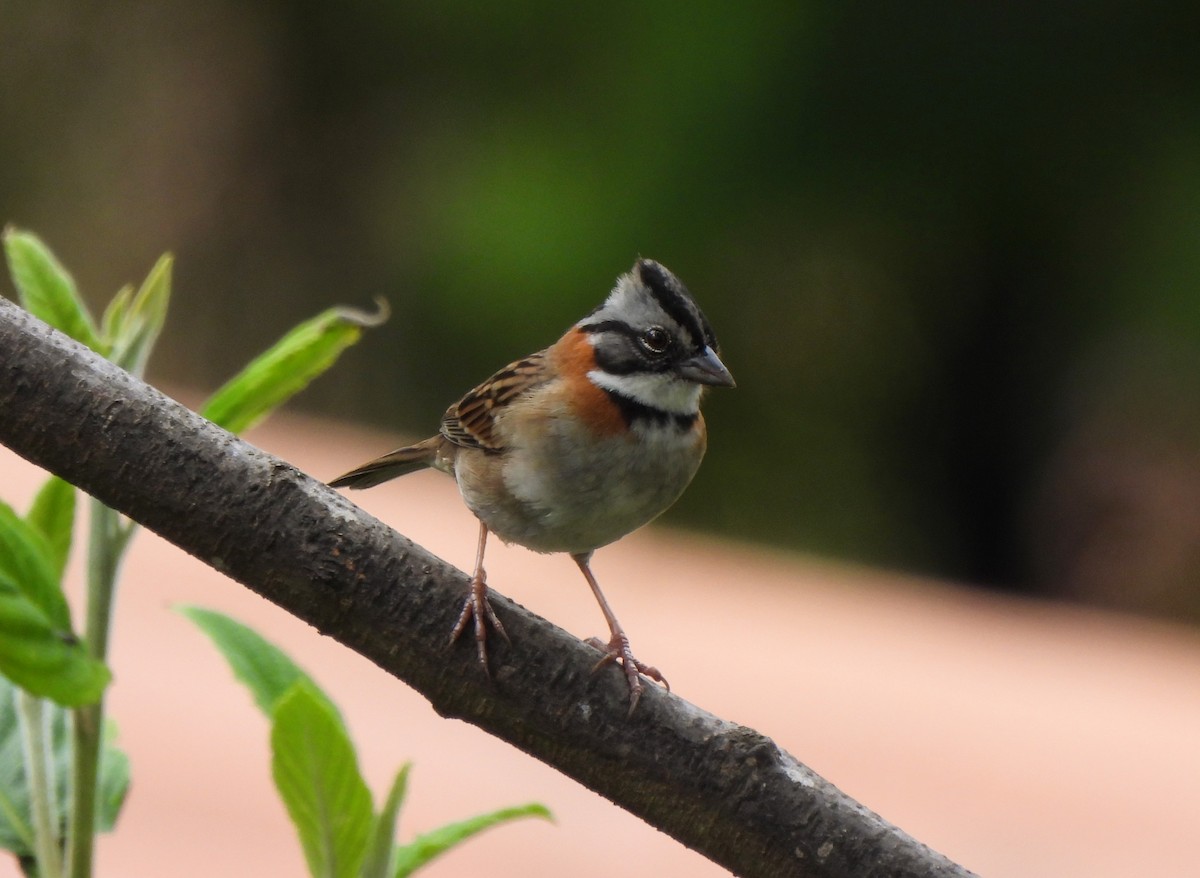 Rufous-collared Sparrow - ML628211692