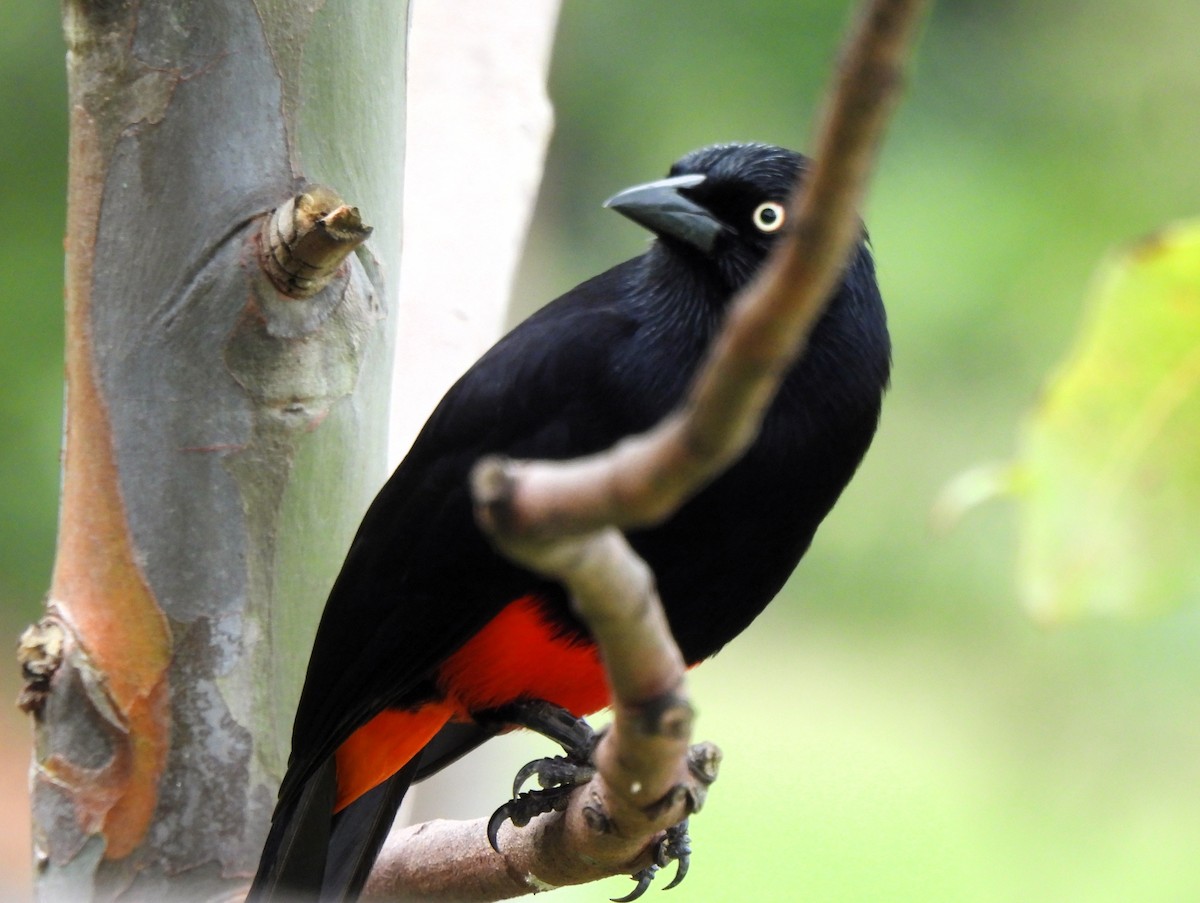 Red-bellied Grackle - ML628211722