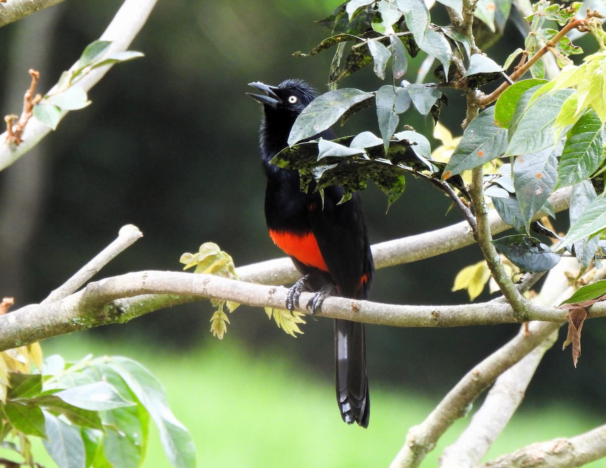 Red-bellied Grackle - ML628211723