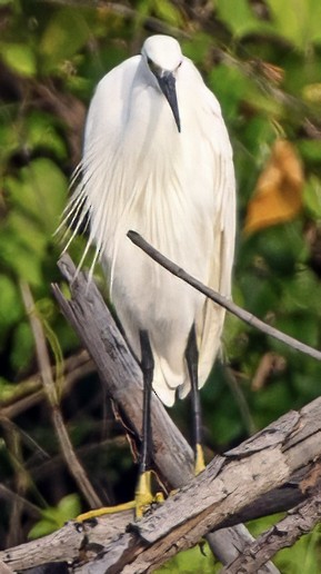 Little Egret - ML628211738
