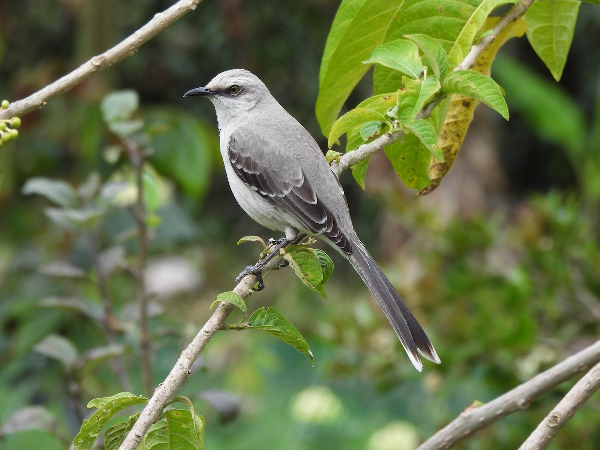 Tropical Mockingbird - ML628211747