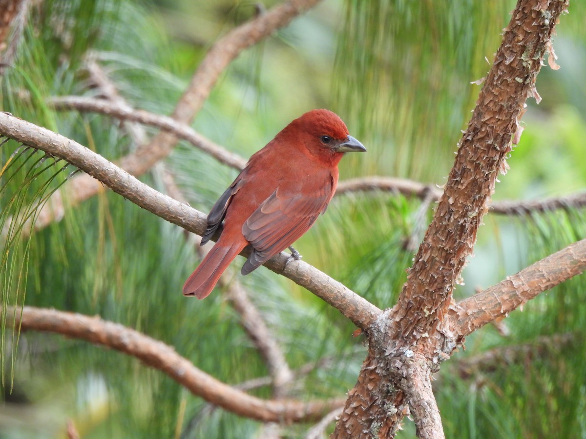 Hepatic Tanager - ML628211761