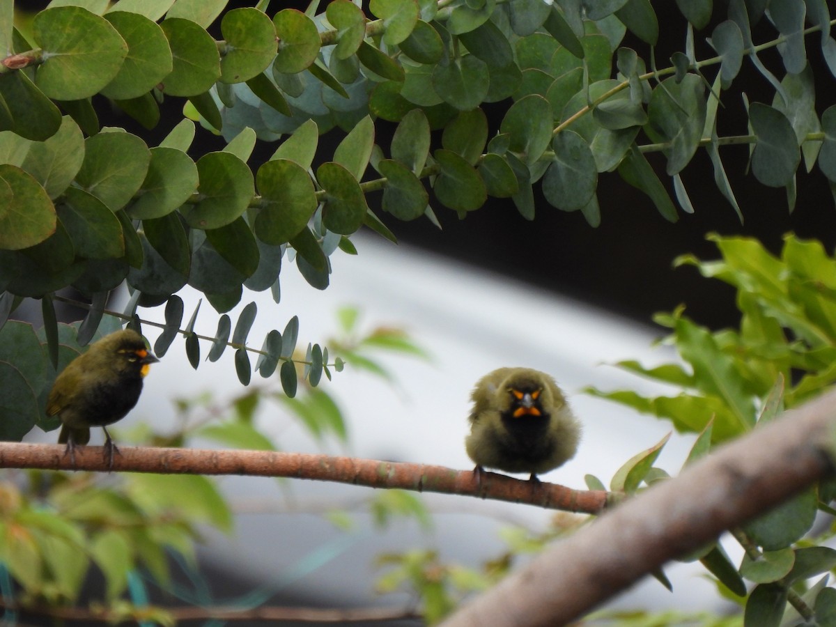 Yellow-faced Grassquit - ML628211790