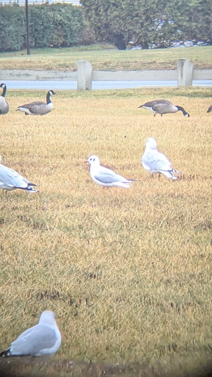 Black-headed Gull - ML628212030