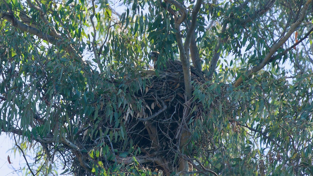 Red-tailed Hawk - ML628212140