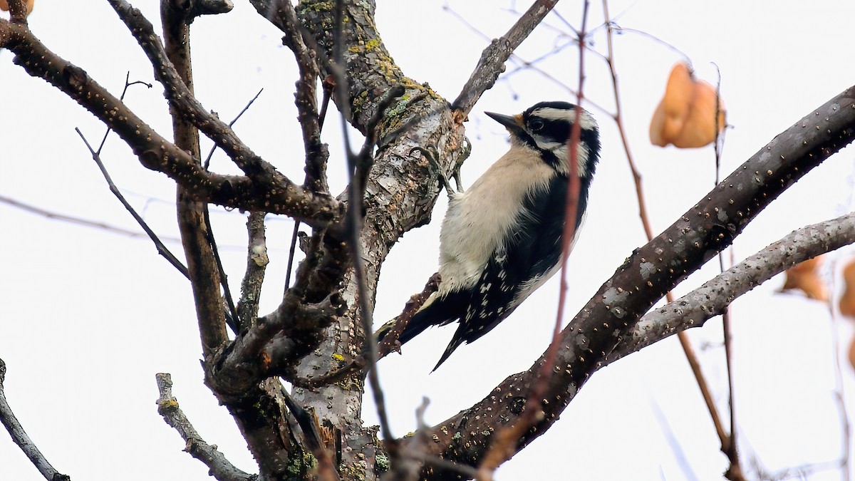 Downy Woodpecker - ML628212171