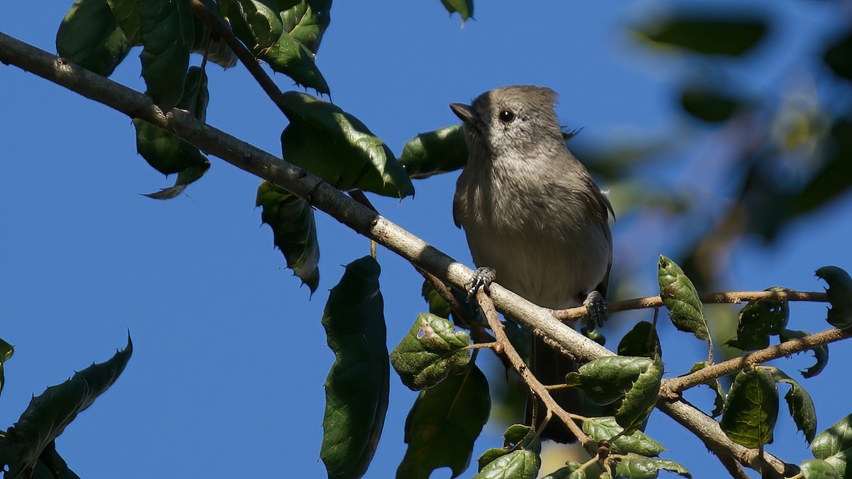 Oak Titmouse - ML628212201