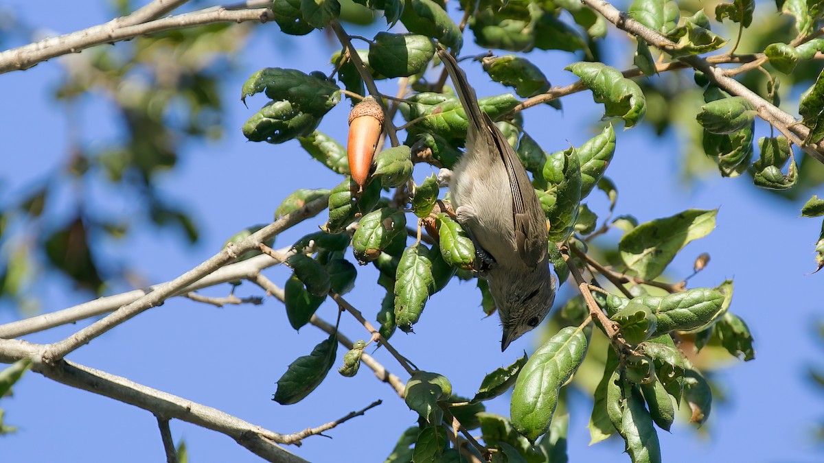 Oak Titmouse - ML628212202