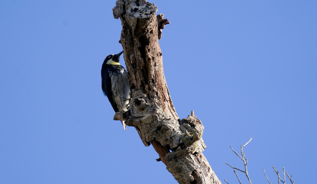 Acorn Woodpecker - ML628212280