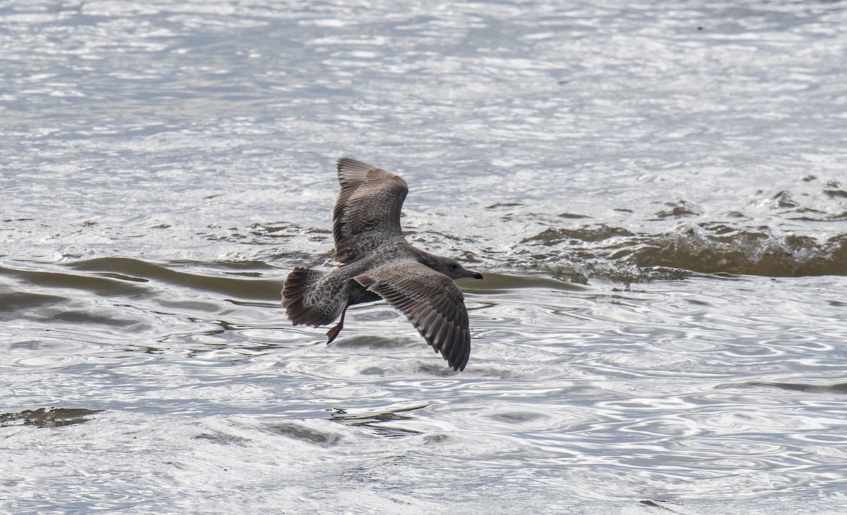 American Herring Gull - ML628212334