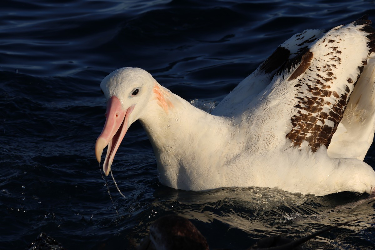 Antipodean Albatross - ML628212341