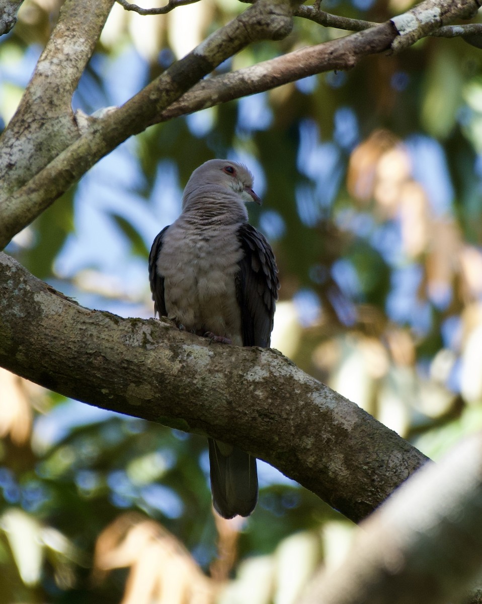 Malabar Imperial-Pigeon - ML628212345