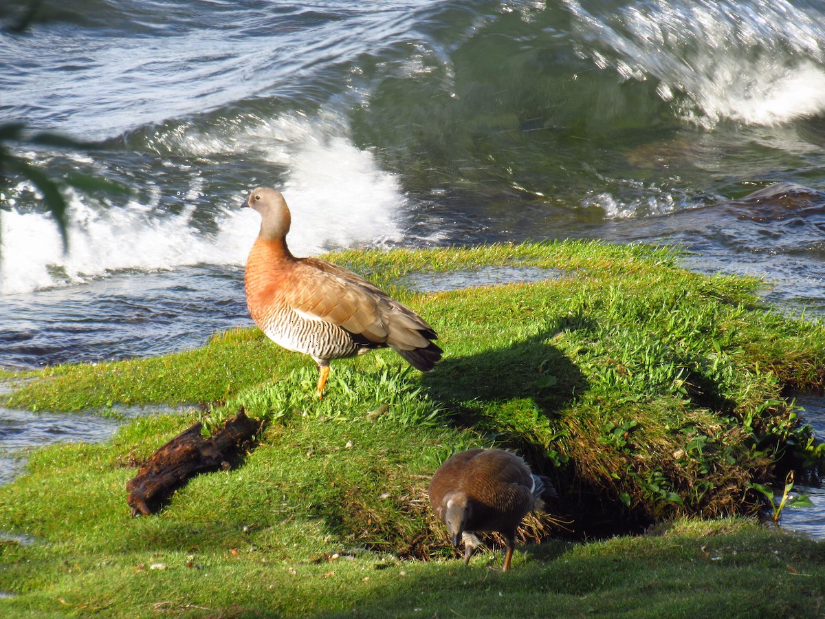 Ashy-headed Goose - ML628212392