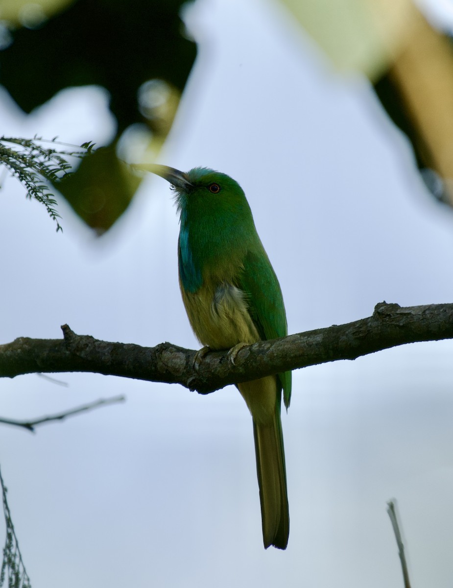 Blue-bearded Bee-eater - ML628212425