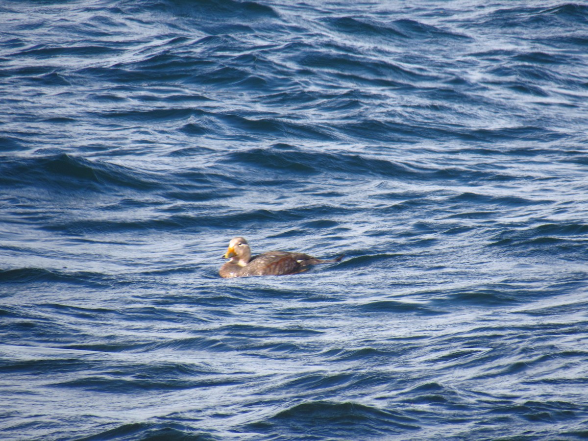 Flying Steamer-Duck - ML628212429