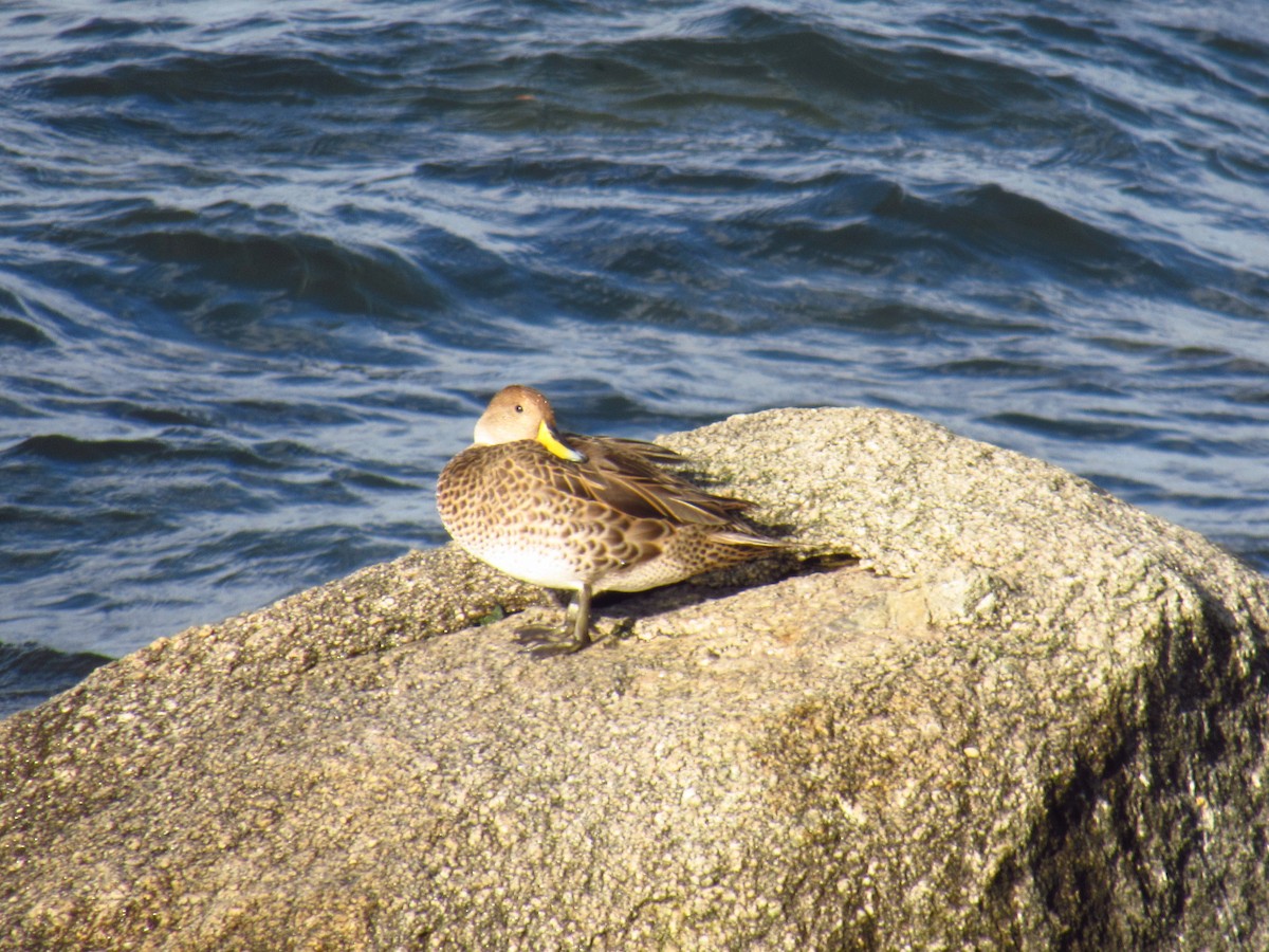 Yellow-billed Pintail - ML628212470