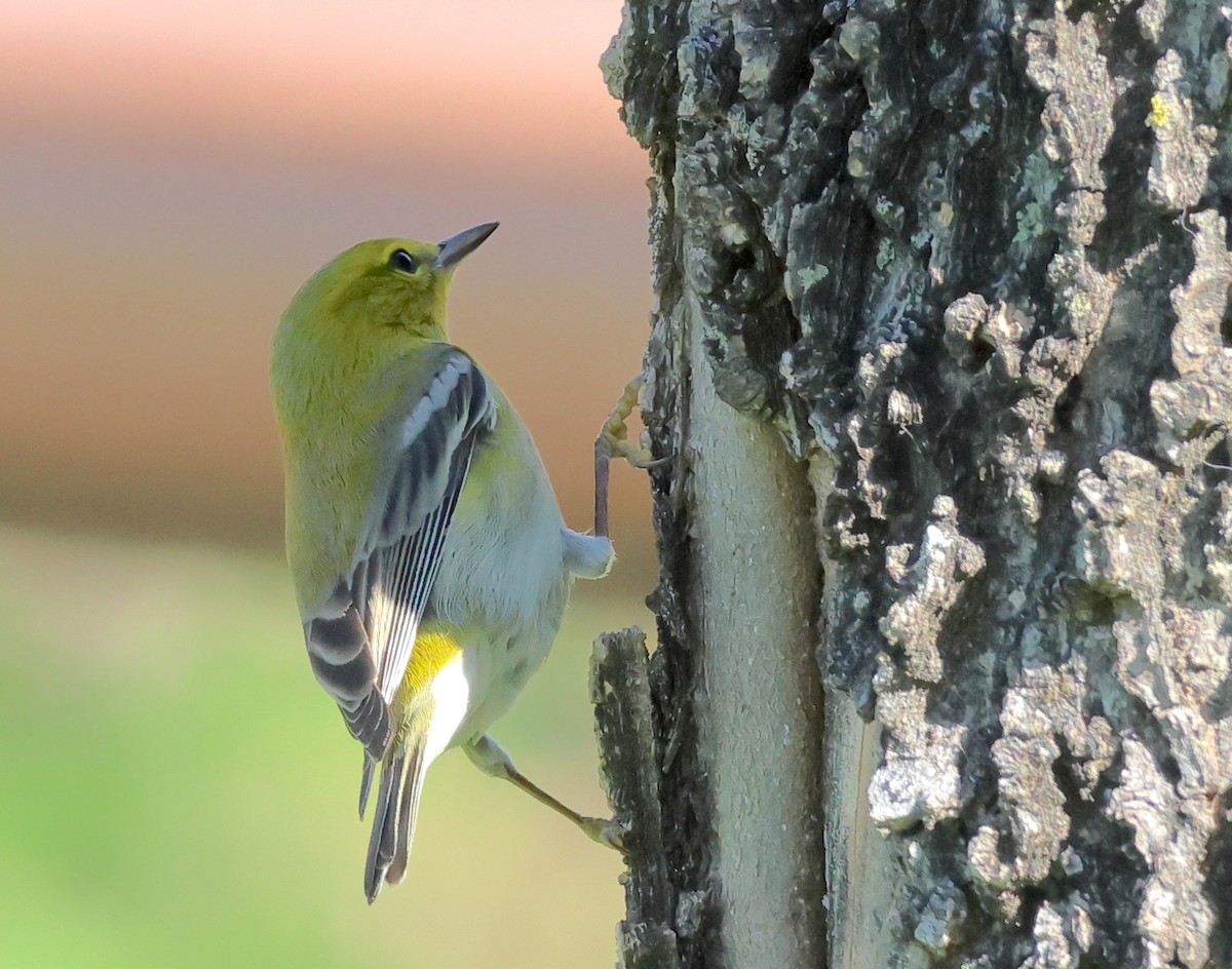 Pine Warbler - ML628212604