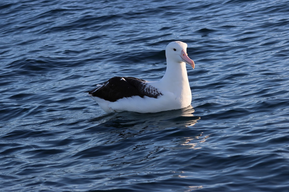 Northern Royal Albatross - ML628212635