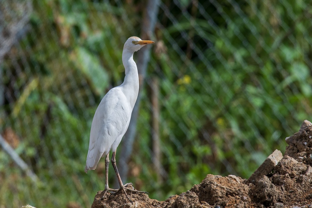 Western Cattle-Egret - Skyler Bol