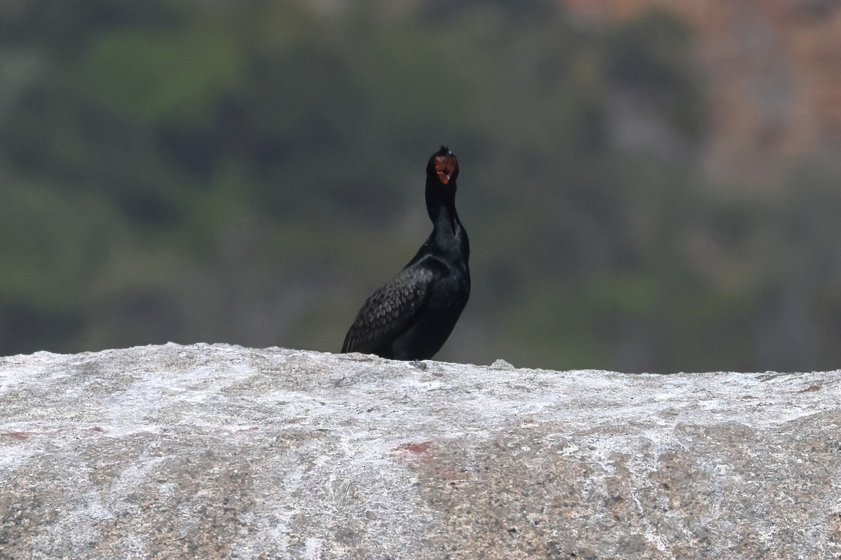 Crowned Cormorant - ML628212665