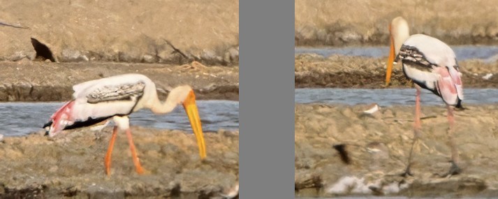 Painted Stork - ML628212733
