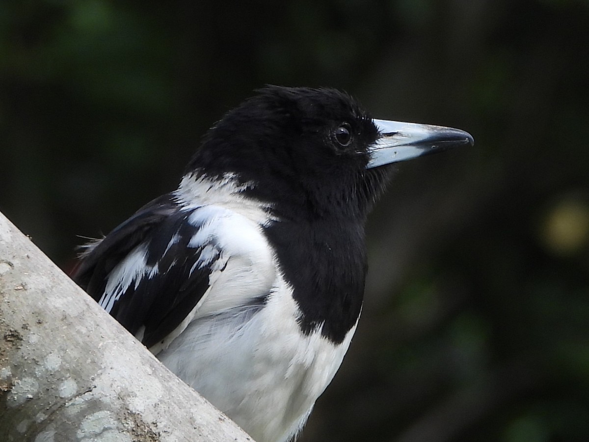 Pied Butcherbird - ML628212764