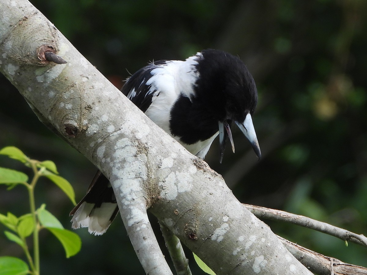 Pied Butcherbird - ML628212765