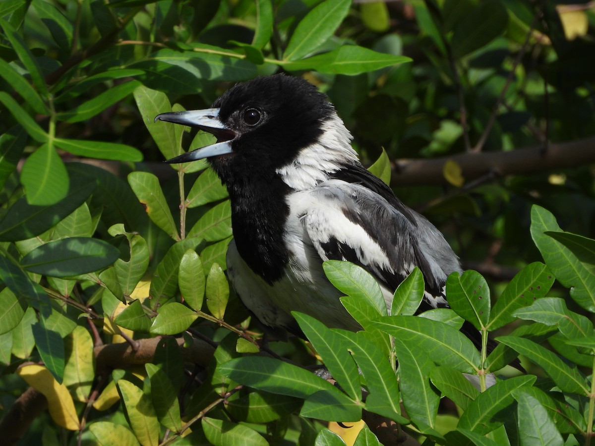 Pied Butcherbird - ML628212766