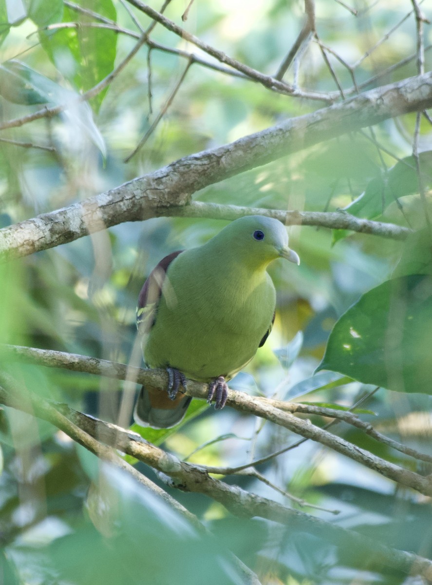 Gray-fronted Green-Pigeon - ML628212771
